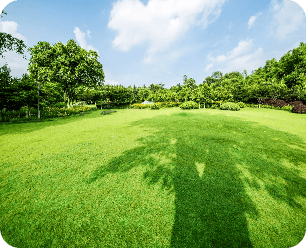 Grassland Landscape Greening Environment Park Background